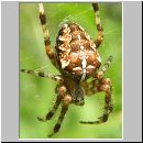 Araneus diadematus - Gartenkreuzspinne 06.jpg